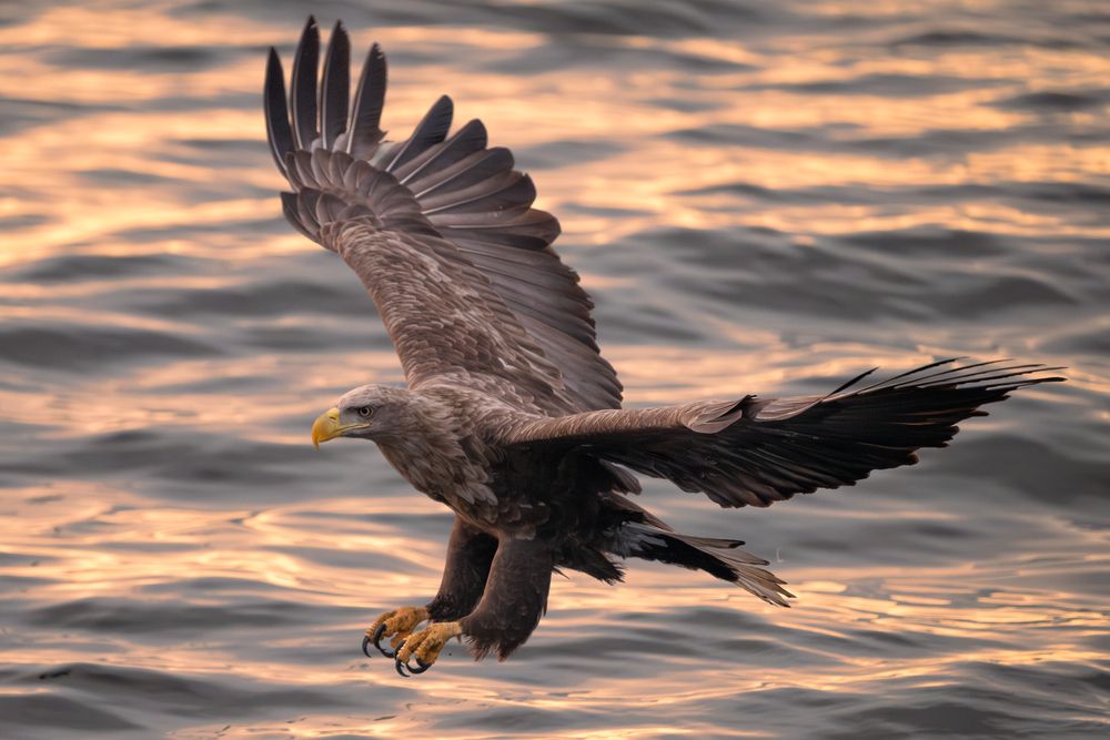 Орлан-белохвост (White-tailed Sea Eagle)