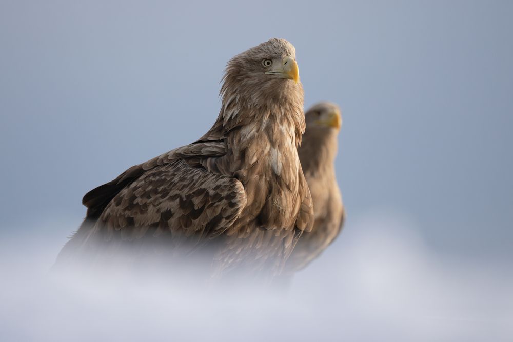 Орлан-белохвост (White-tailed Sea Eagle)