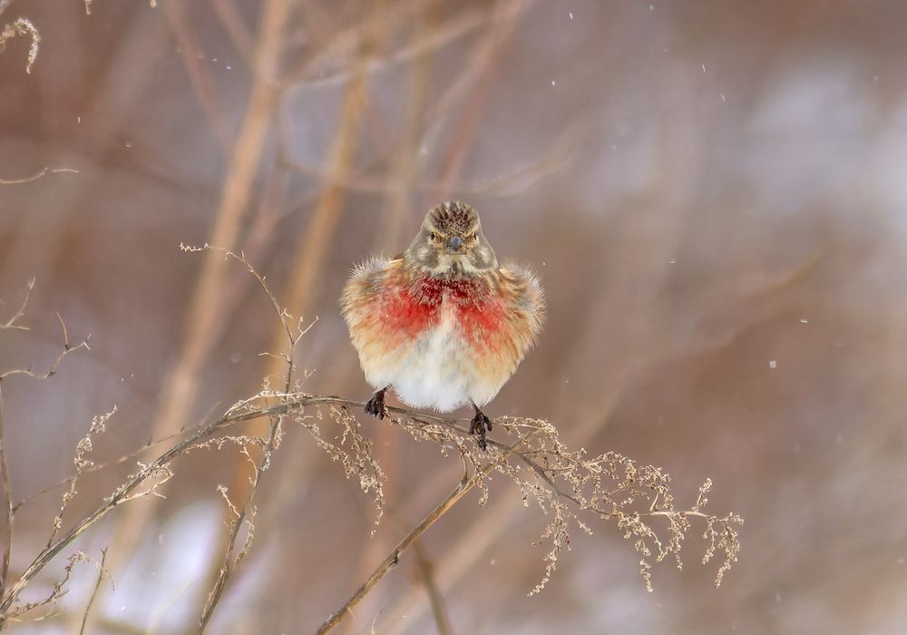 Обикновено конопарче Carduelis cannabina