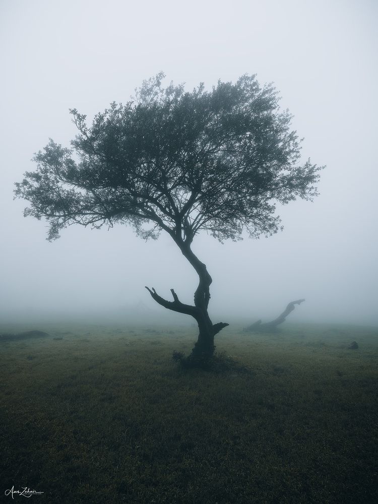 Misty Forest