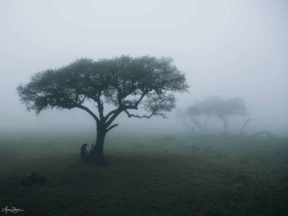 Misty Forest