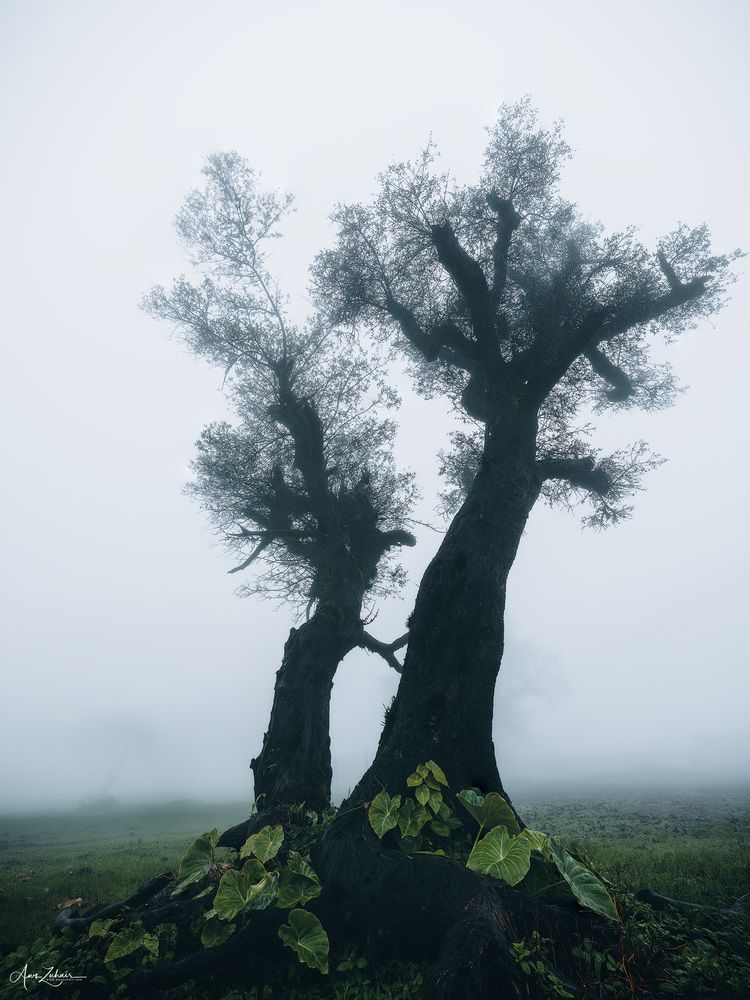 Misty Forest