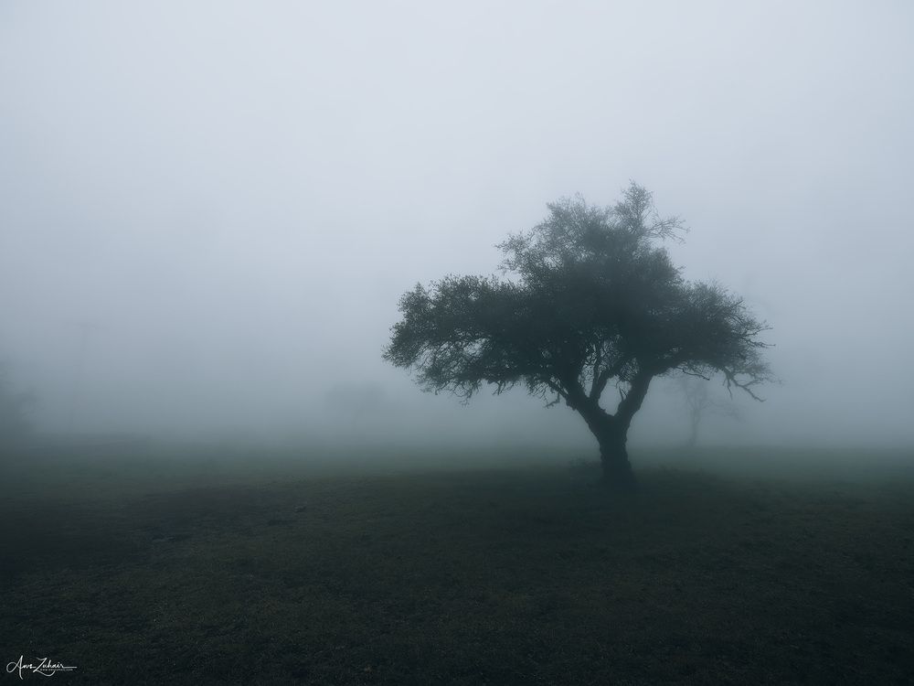 Misty Forest