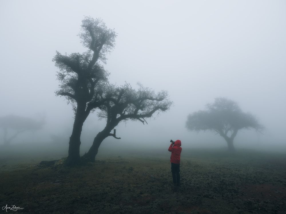 Misty Forest