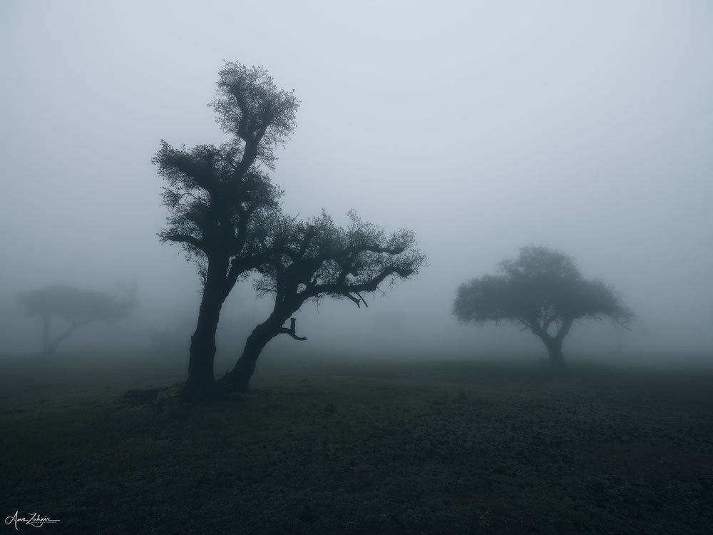 Misty Forest