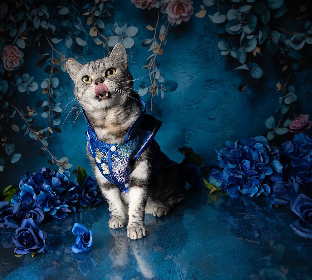 Cats Spring Time.Поздравляем Всех Женщин С Праздником 8 Марта!