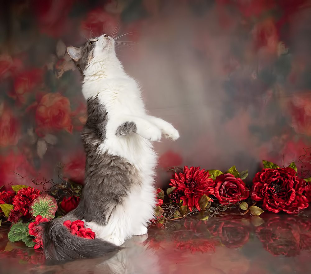 Cats Spring Time.Поздравляем Всех Женщин С Праздником 8 Марта!
