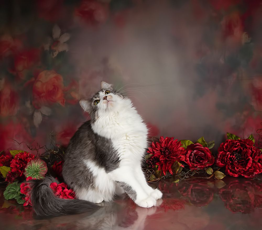 Cats Spring Time.Поздравляем Всех Женщин С Праздником 8 Марта!