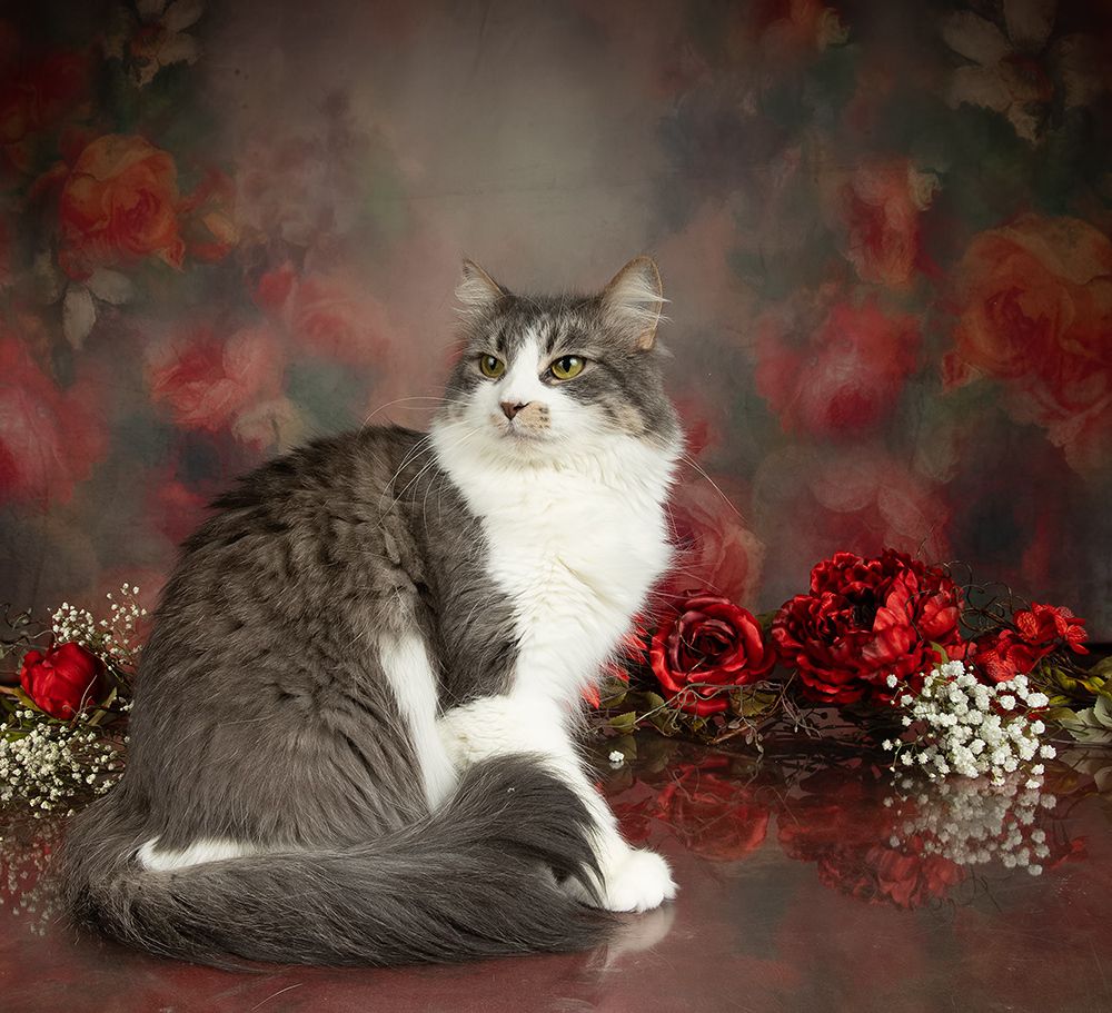 Cats Spring Time.Поздравляем Всех Женщин С Праздником 8 Марта!