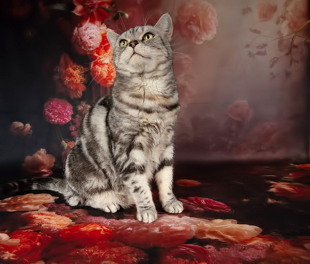 Cats Spring Time.Поздравляем Всех Женщин С Праздником 8 Марта!