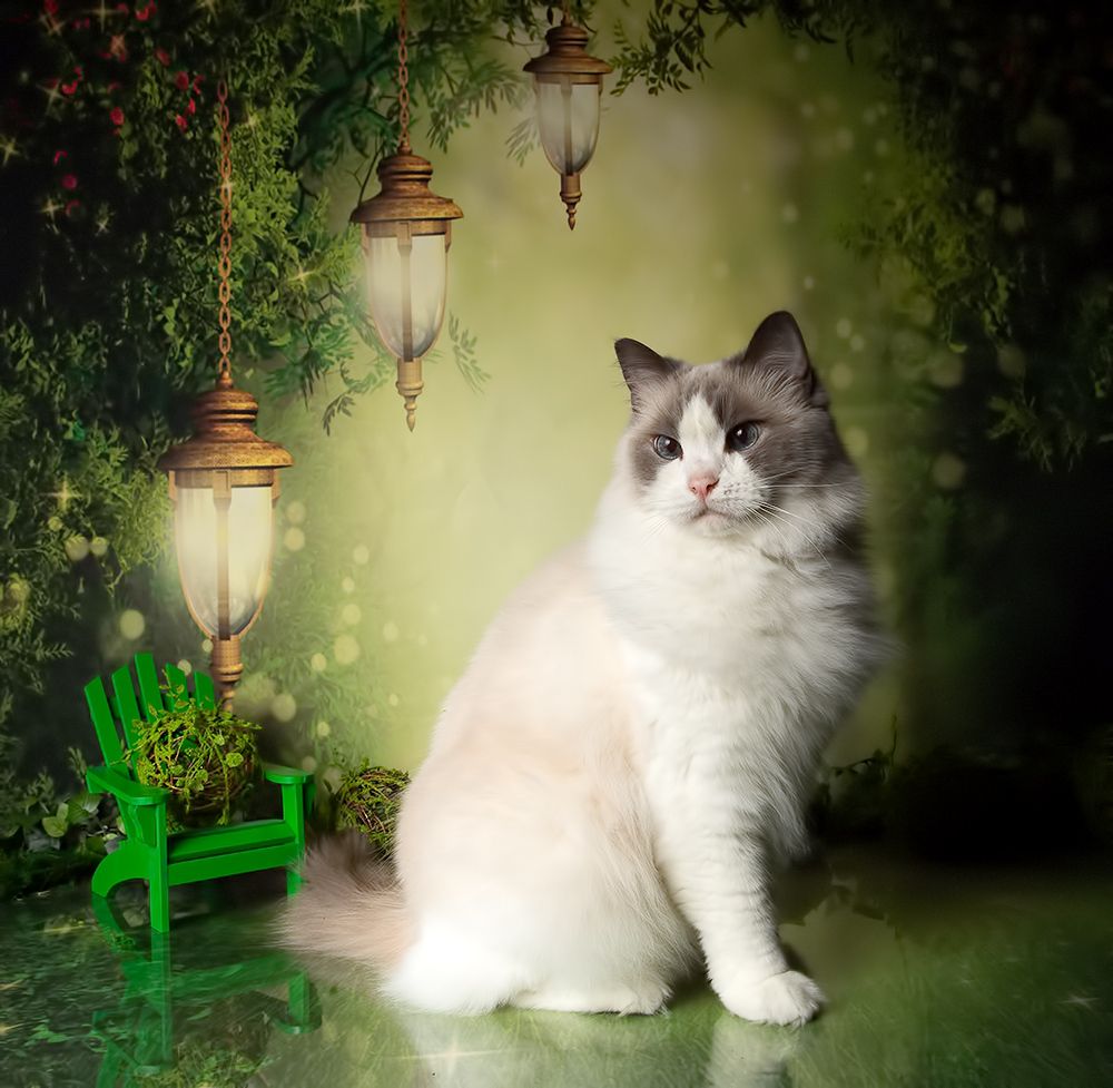 Cats Spring Time.Поздравляем Всех Женщин С Праздником 8 Марта!