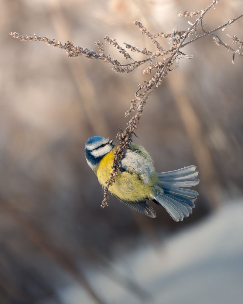 Синичкины заботы