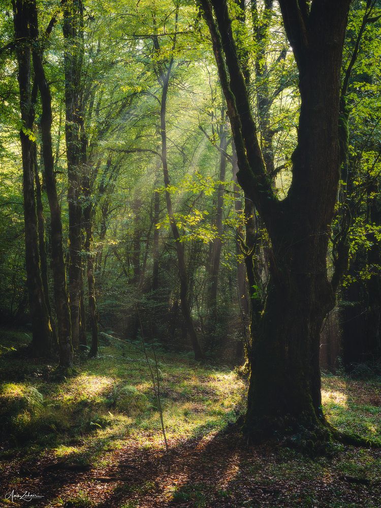 Spot Light