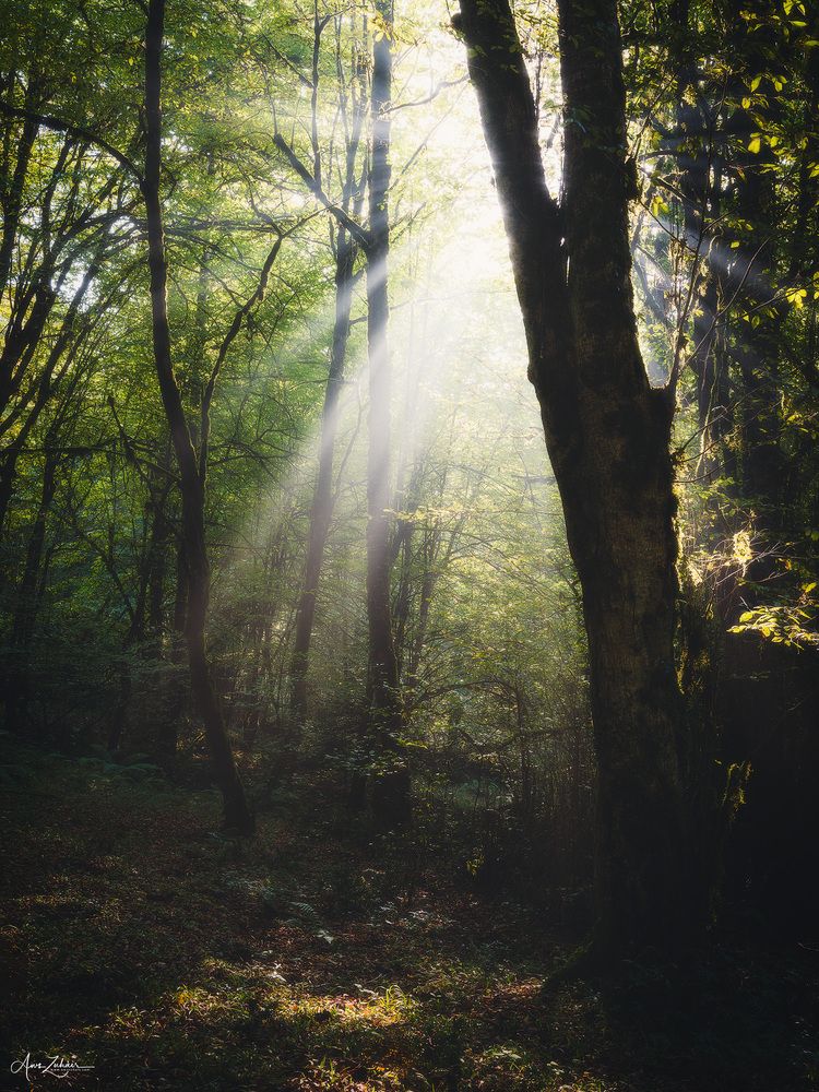 Spot Light