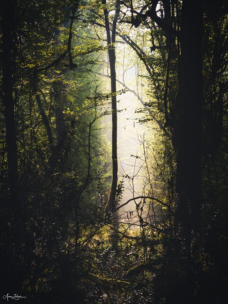 Spot Light