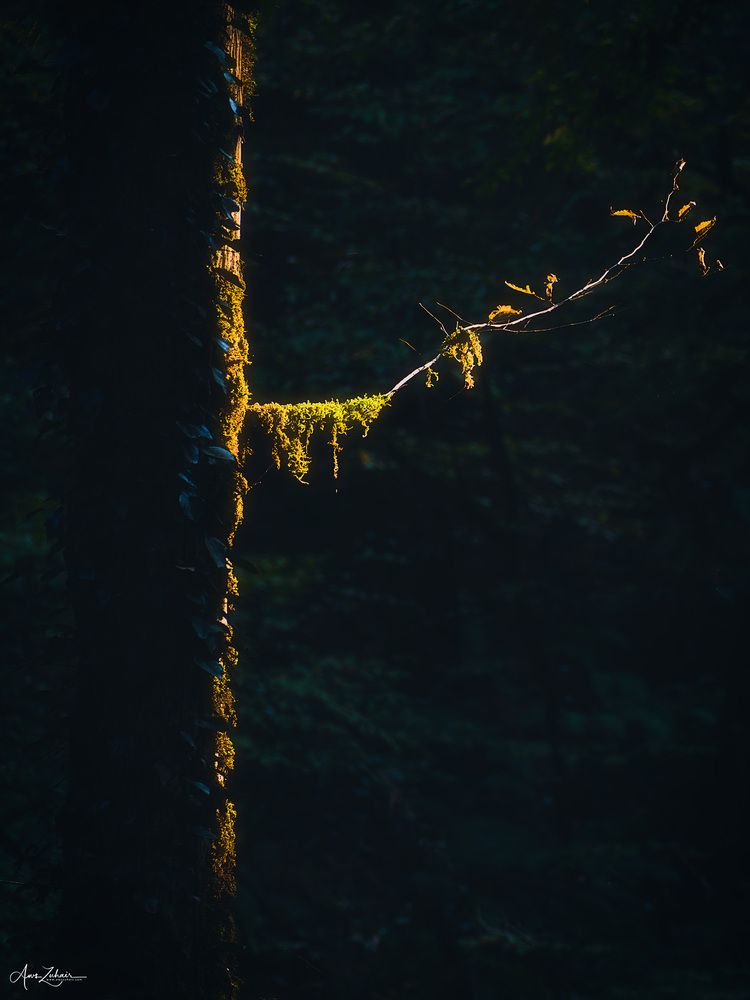 Spot Light