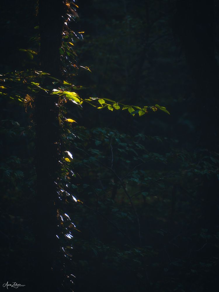 Spot Light