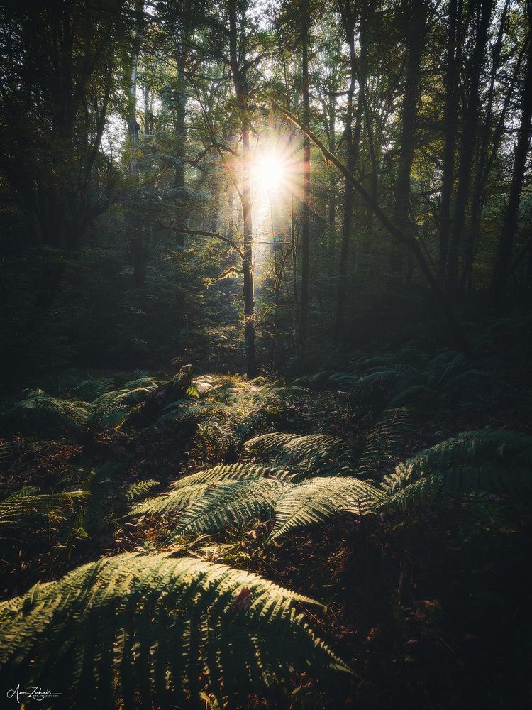 Spot Light