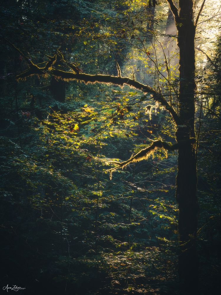 Spot Light