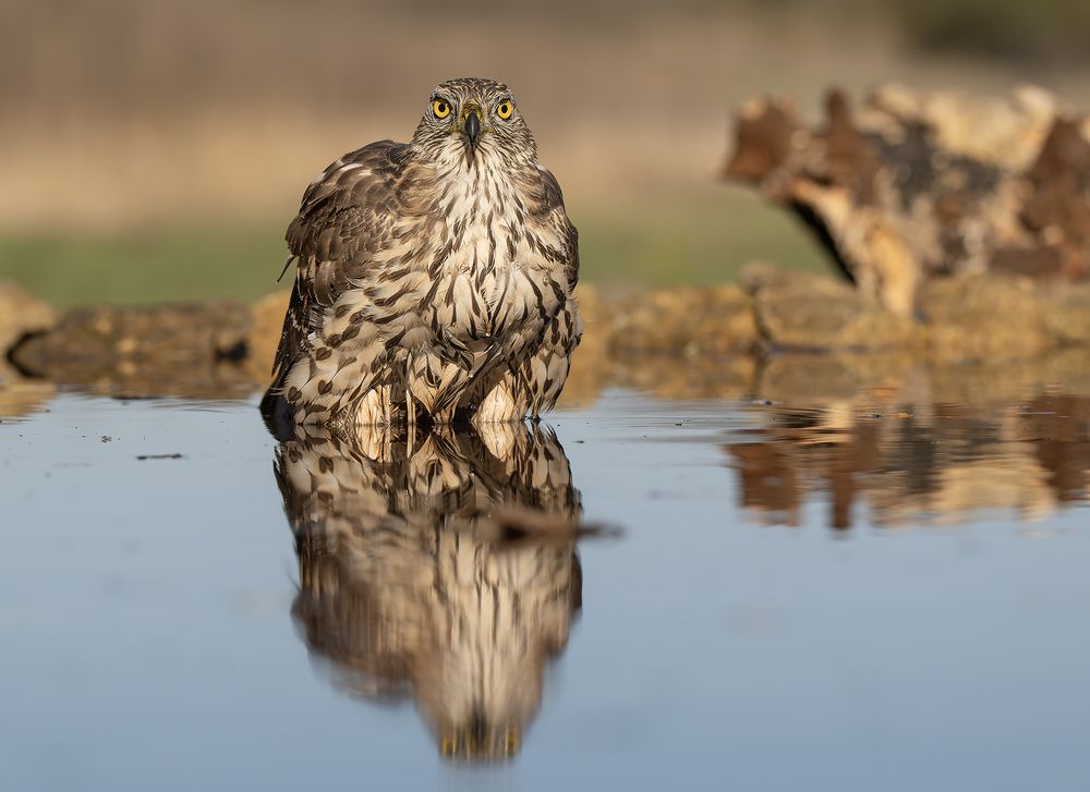 Accipiter gentilis