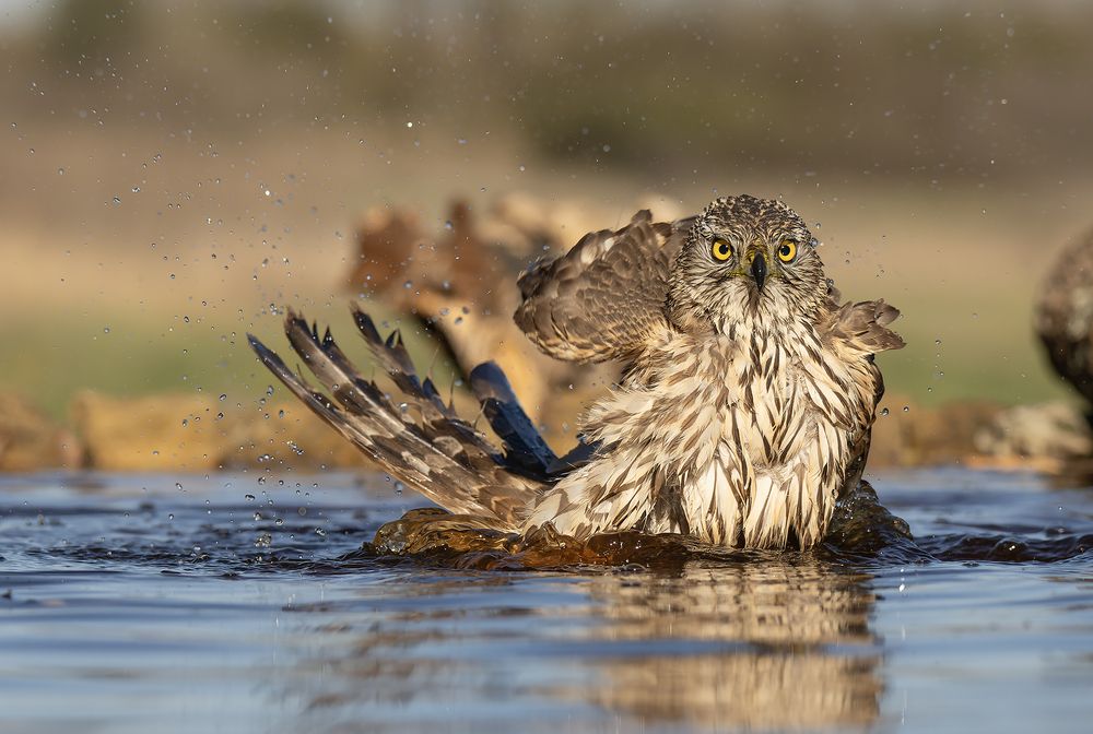 Accipiter gentilis