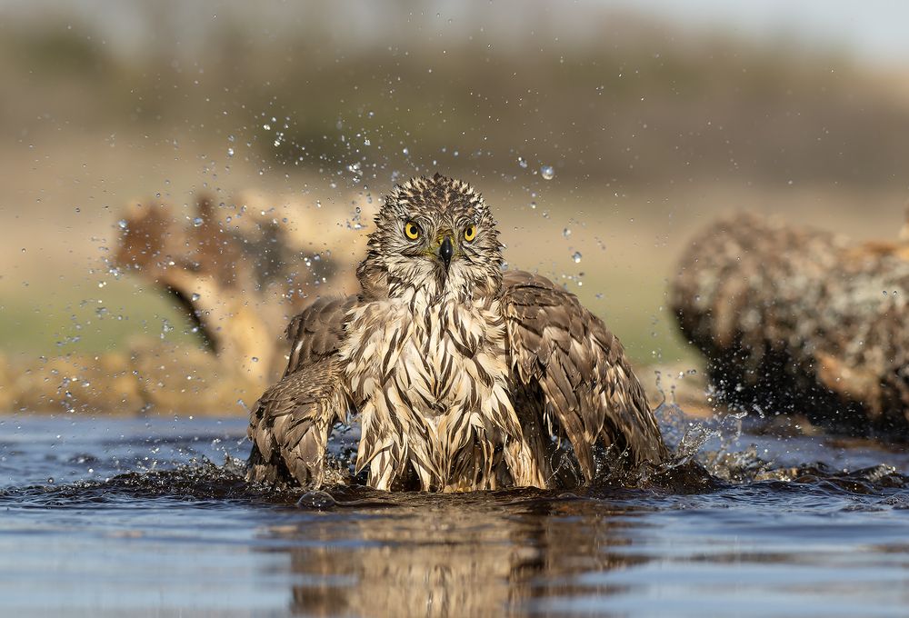 Accipiter gentilis