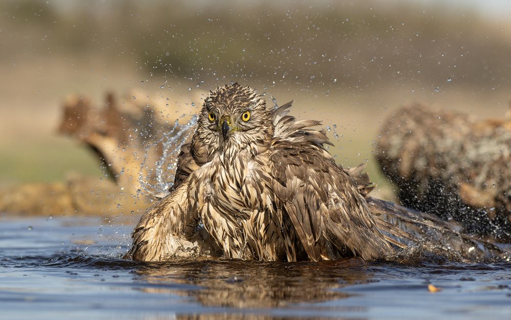 Accipiter gentilis