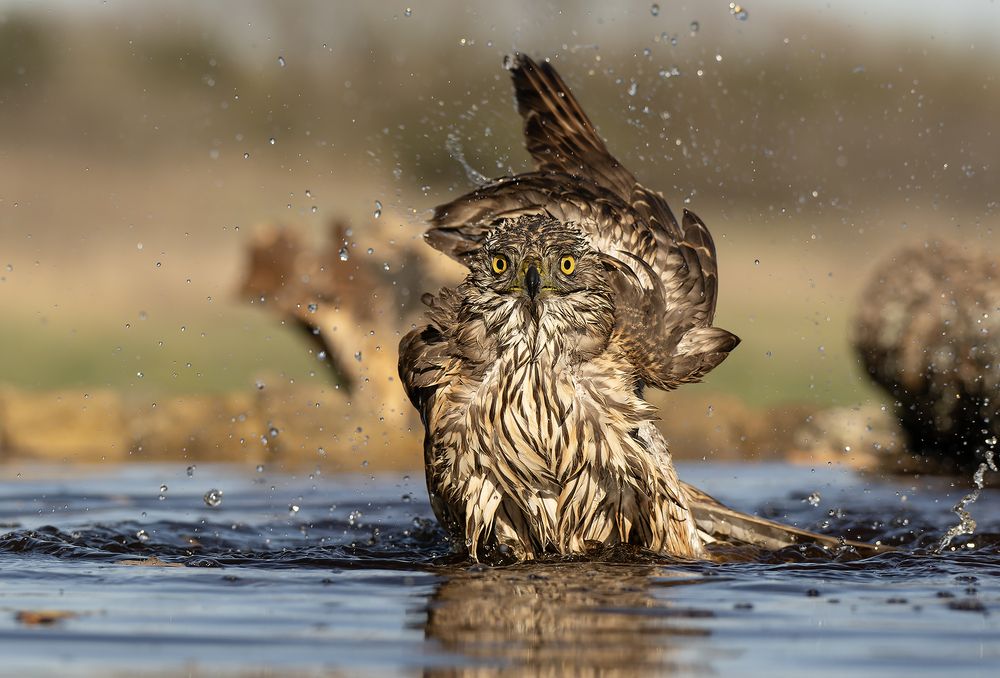Accipiter gentilis