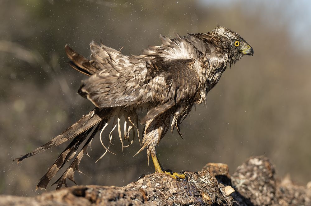 Accipiter gentilis