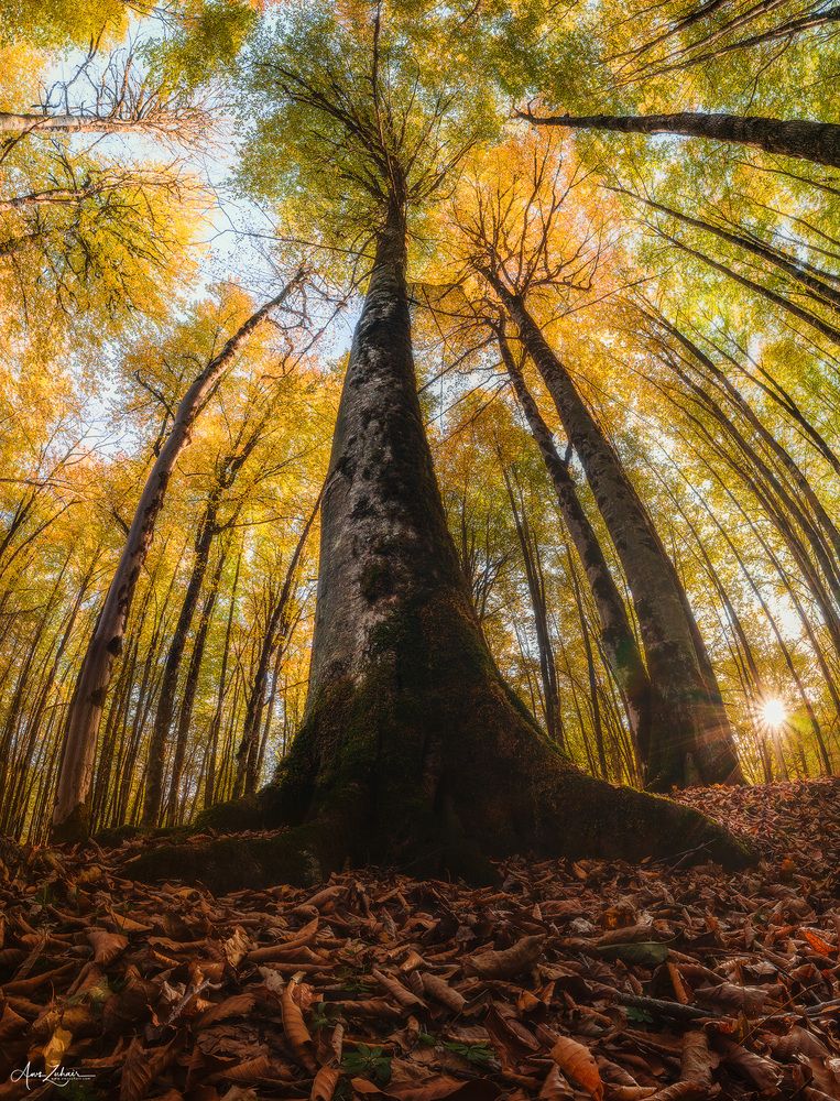 Long Trees