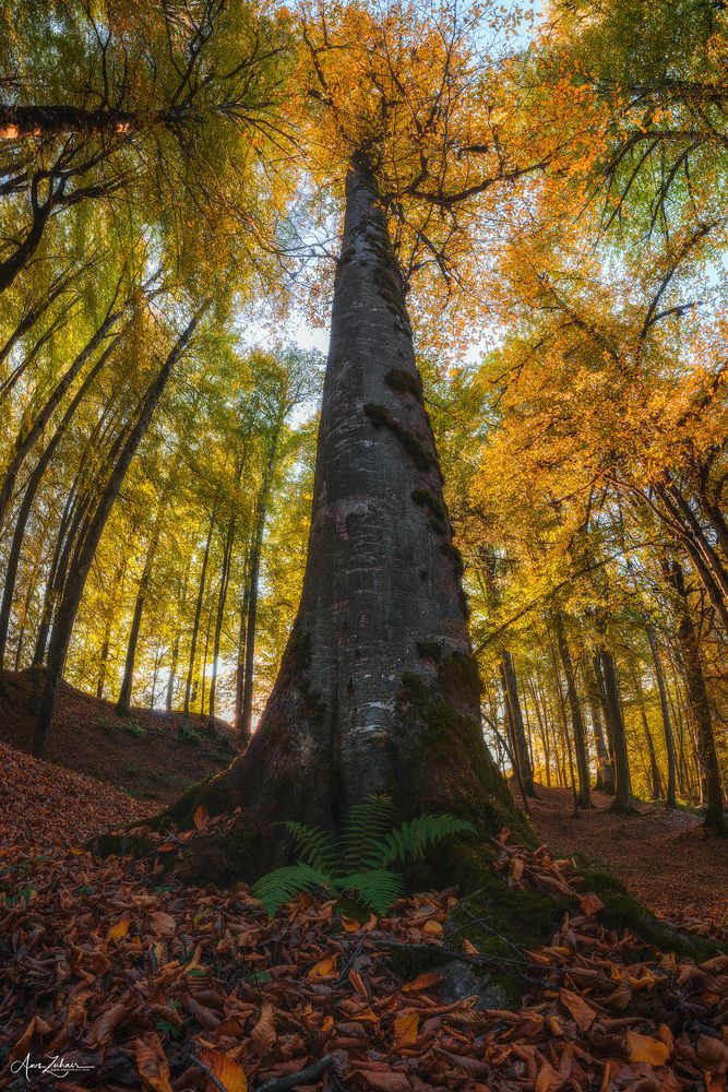 Long Trees