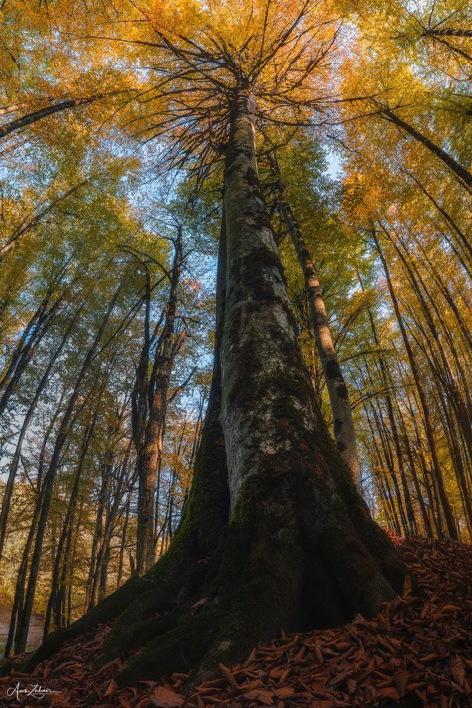 Long Trees