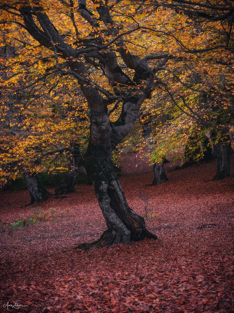 Dancing Tree