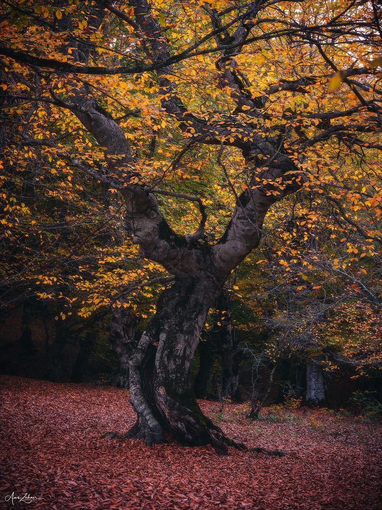 Dancing Tree