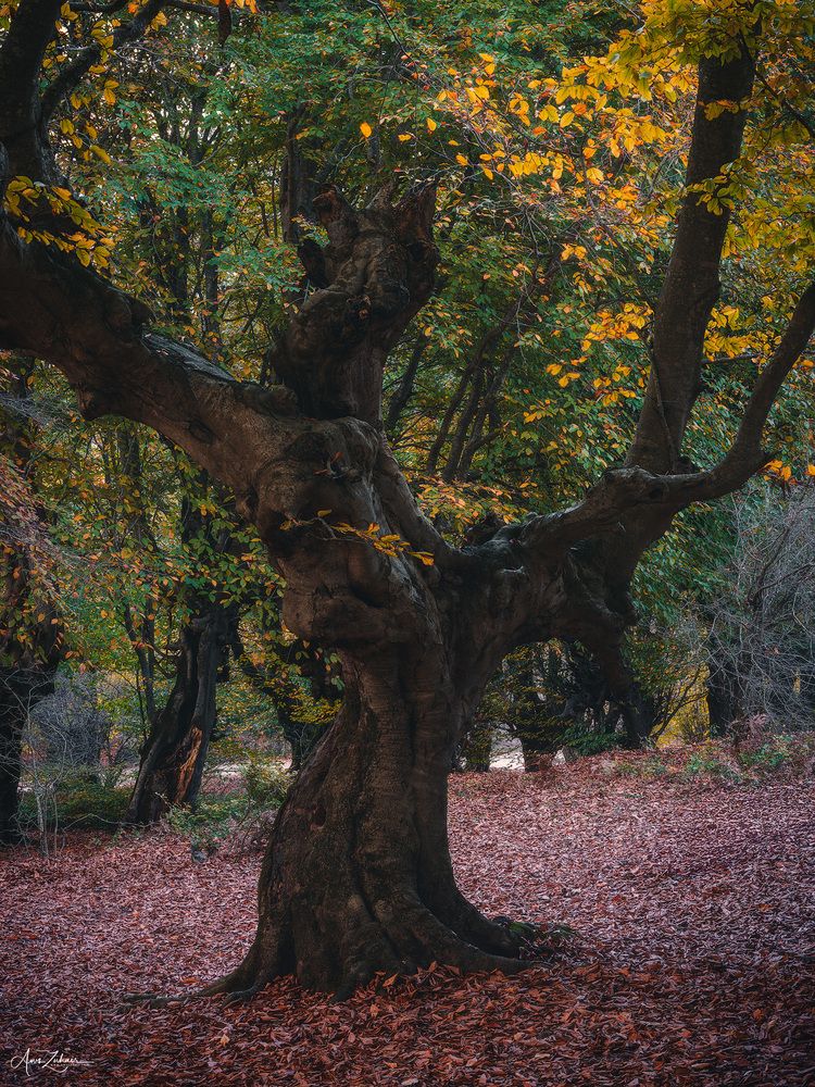 Dancing Tree