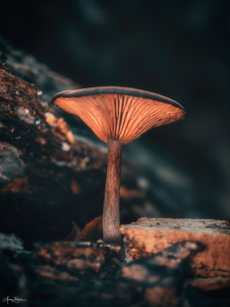 Glowing Mushroom