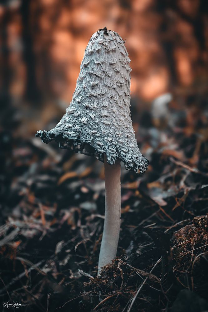 Glowing Mushroom