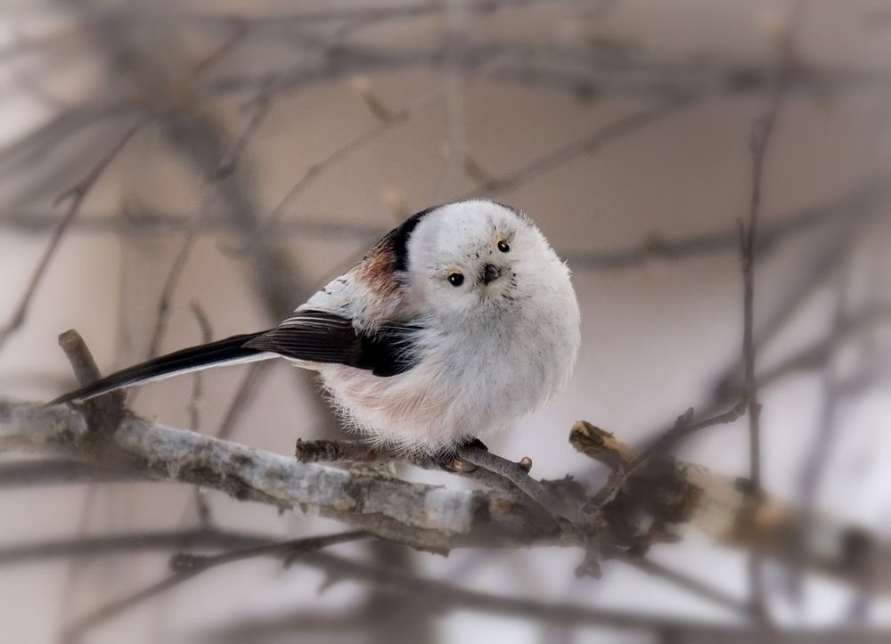 Отказались умываться, категорически!! (6 фото)