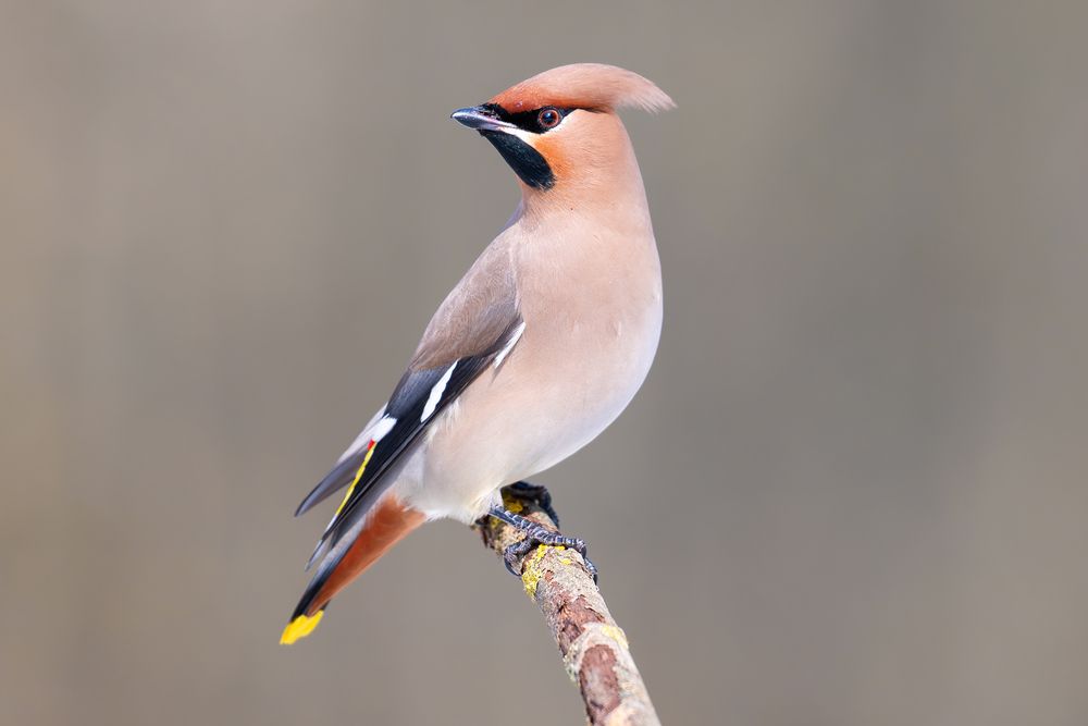 Обыкновенный свиристель &mdash; Bombycilla garrulus.