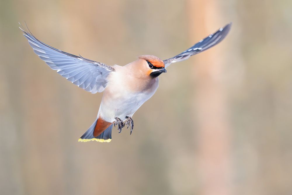Обыкновенный свиристель &mdash; Bombycilla garrulus.
