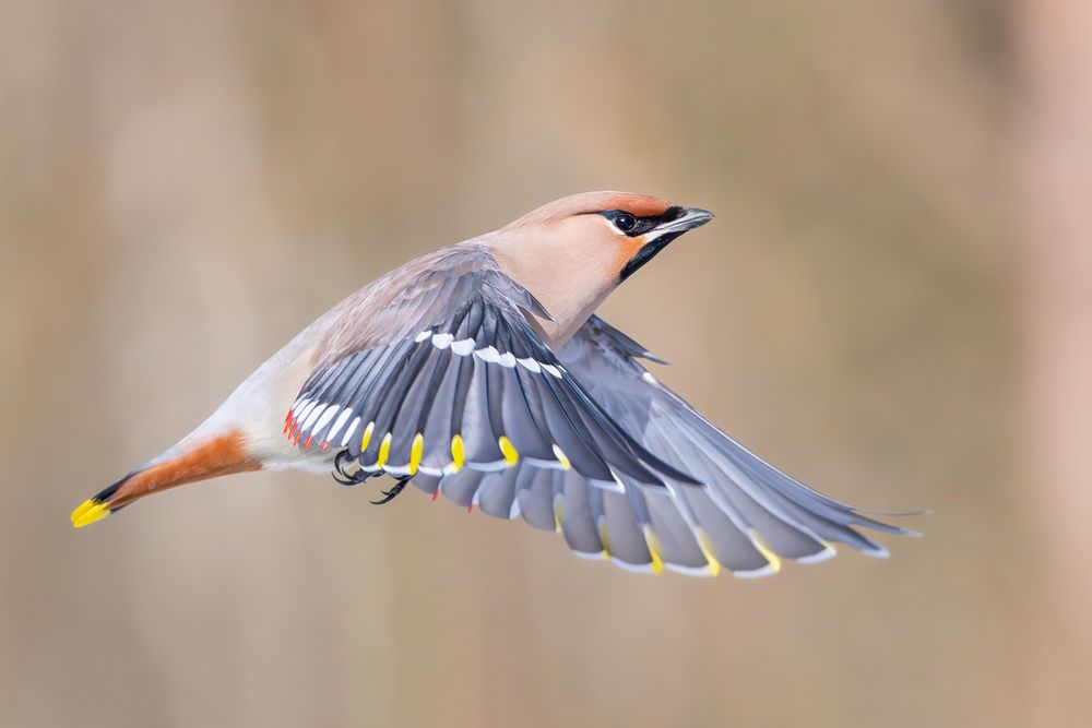 Обыкновенный свиристель &mdash; Bombycilla garrulus.