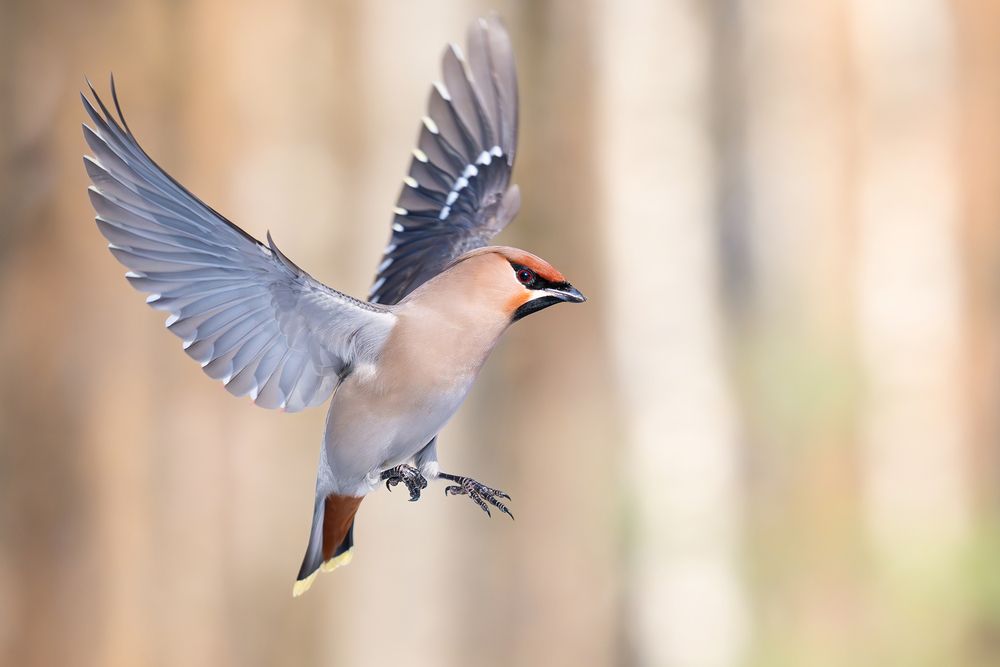 Обыкновенный свиристель &mdash; Bombycilla garrulus.
