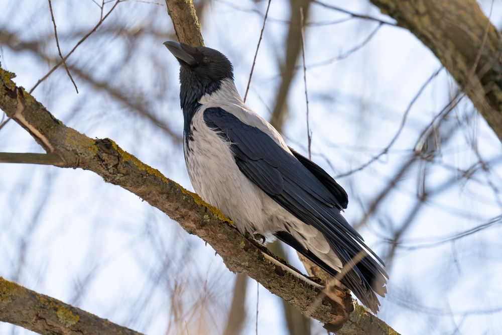 Hooded crow in spring