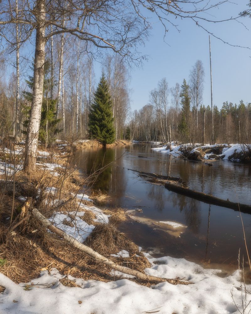Весна в лесу