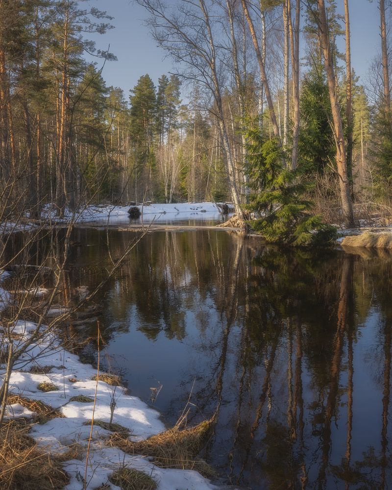 Весна в лесу