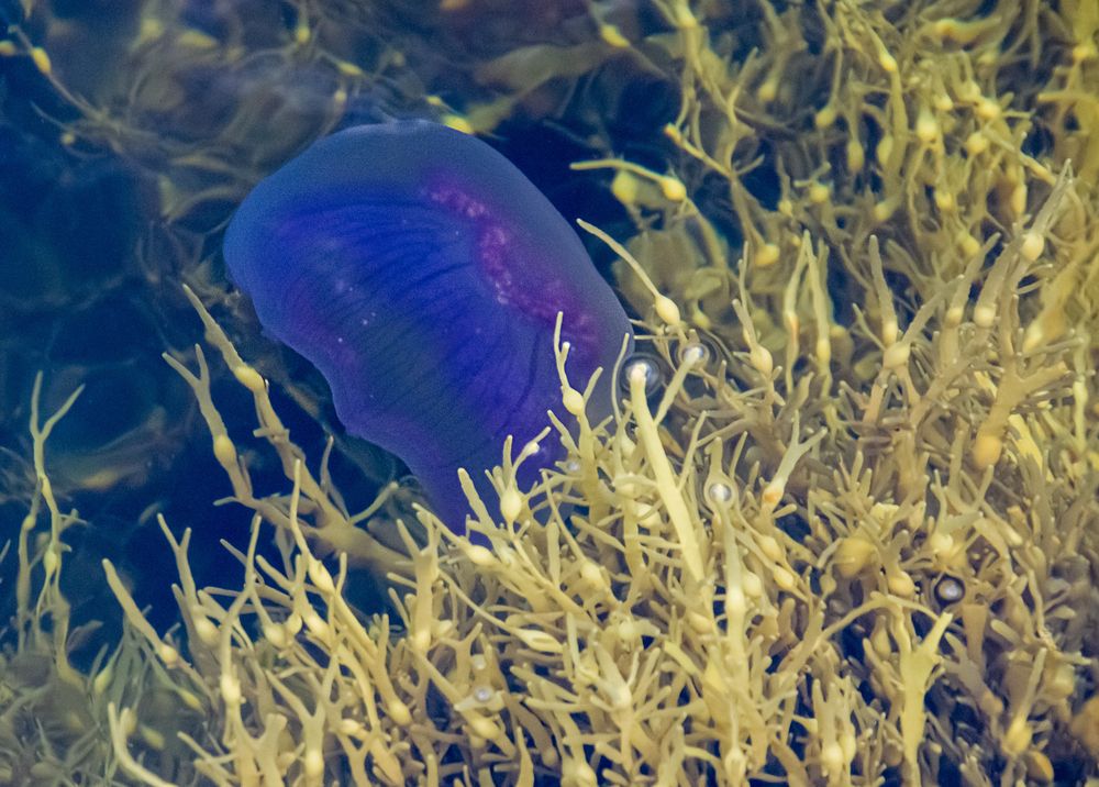 Звезды Белого моря