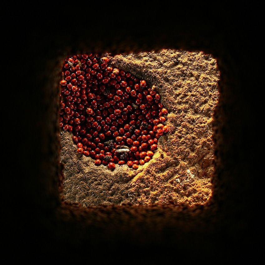 The nest of Ladybirds