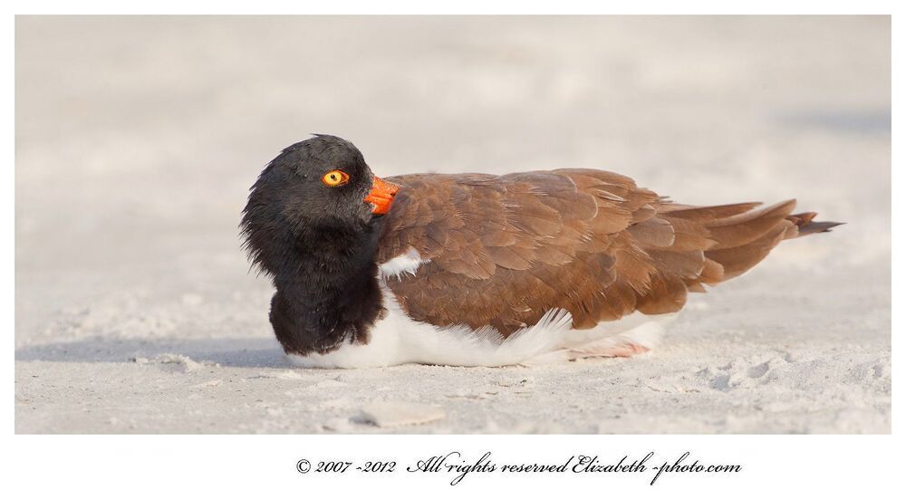 Кулик - сорока - American Oystercatcher