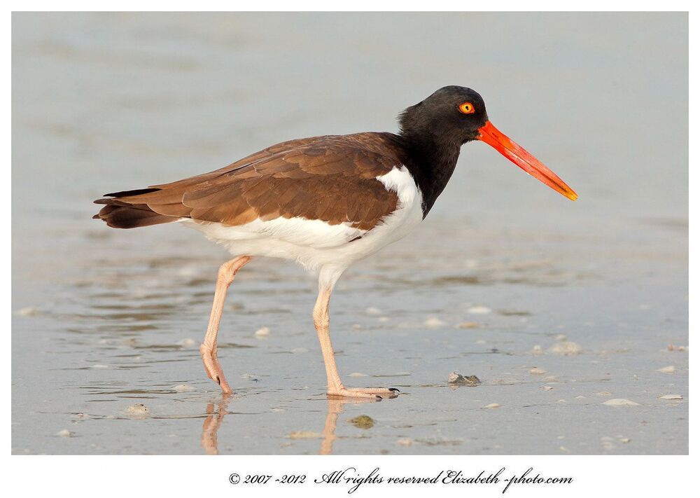 Кулик - сорока - American Oystercatcher