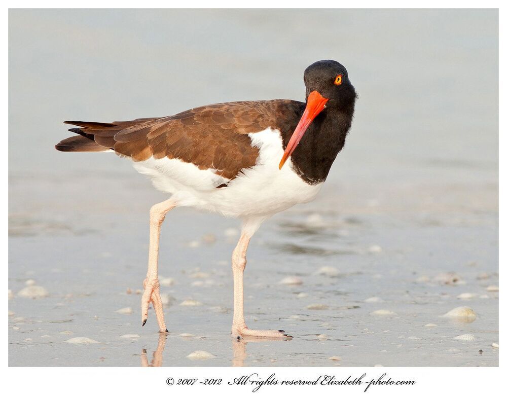 Кулик - сорока - American Oystercatcher